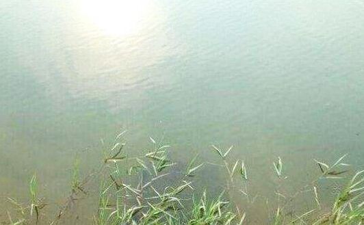 水中氨氮去除方法兩大類(lèi):物理化學(xué)法和生物脫氮法