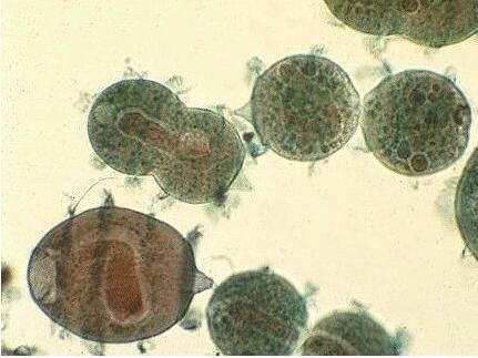 廢水中重金屬污、微生物污染物的處理方法